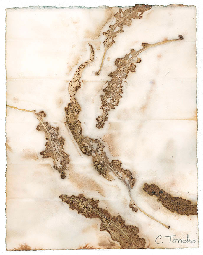 Cassandra Tondro Eucalyptus leaf print natural plant art