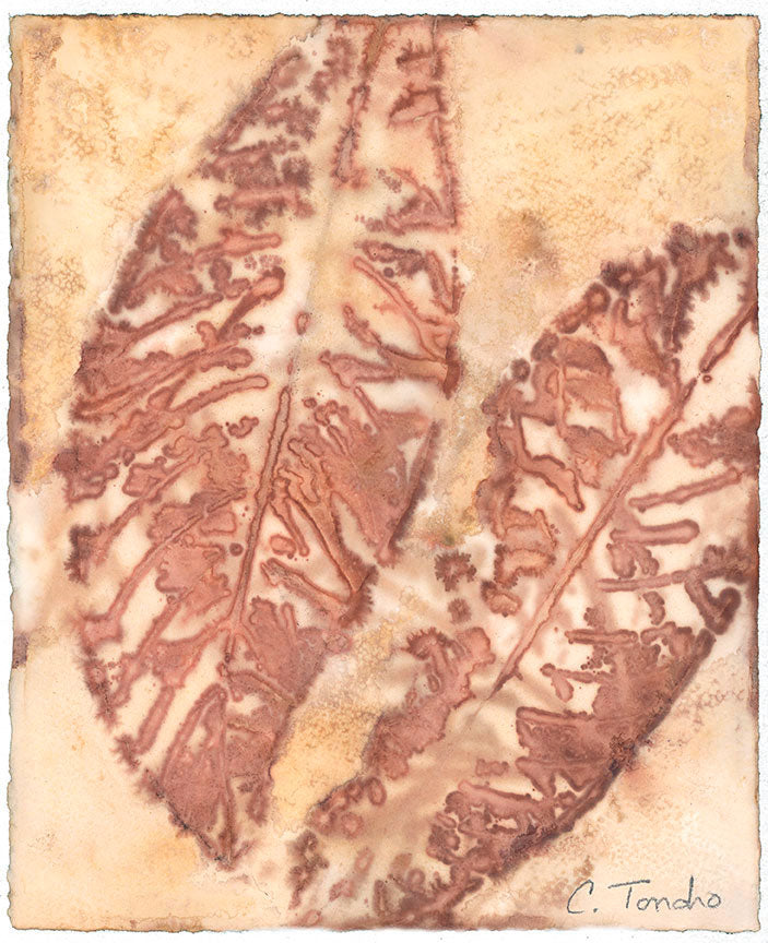 Cassandra Tondro Loquat leaf print plant art