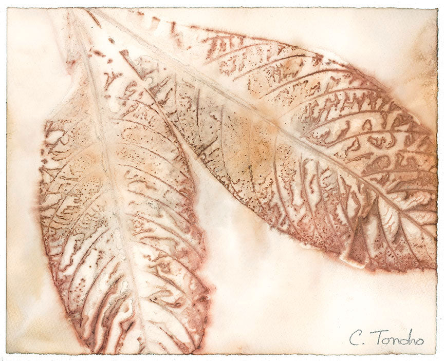 Smuk kvinde omgive Skibform Loquat," original botanical leaf print, 8" x 10" – Cassandra Tondro Art