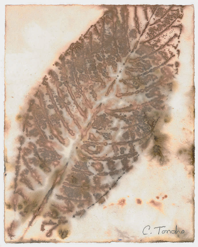 Cassandra Tondro Loquat leaf print contemporary art